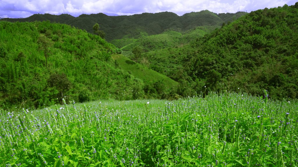 Perfect-Earth-Organic-Chia-Field – Perfectearthfoods.com